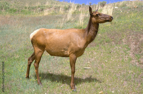 cervo canadese femmina cervus canadensis parco nazionale yellowstone wyoming usa america del nord photo