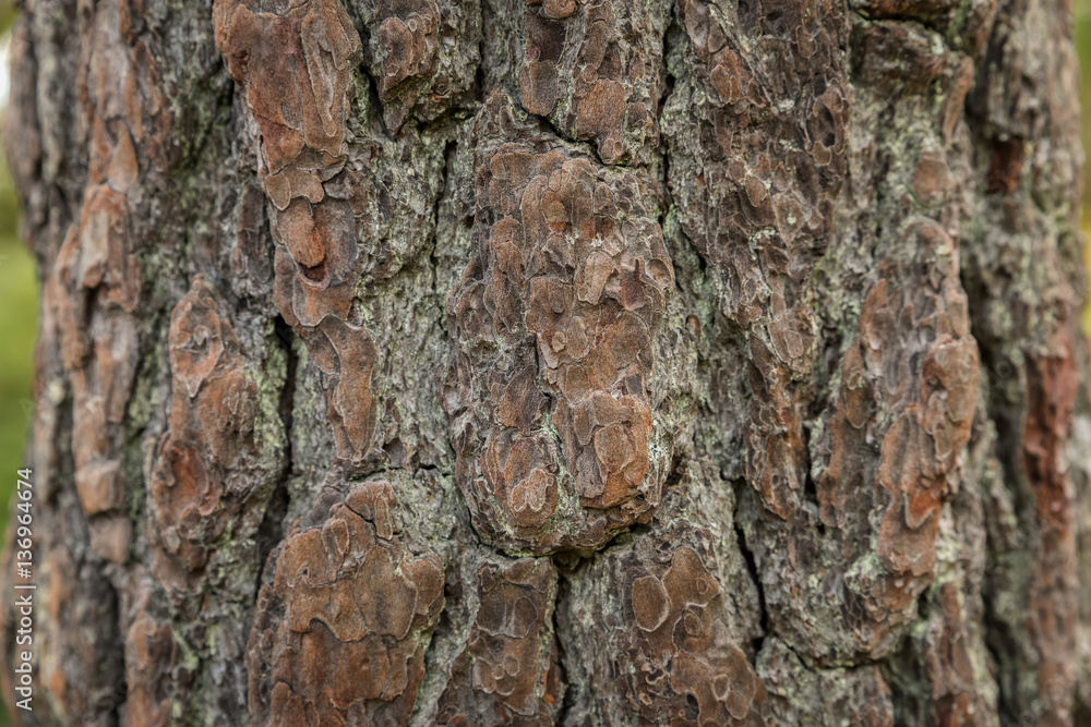 Closeup pine bark textured