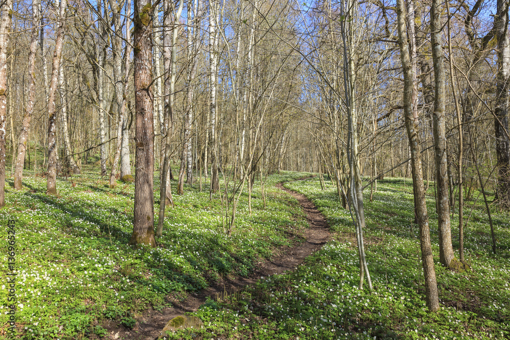 Obraz premium Wood anemone forest