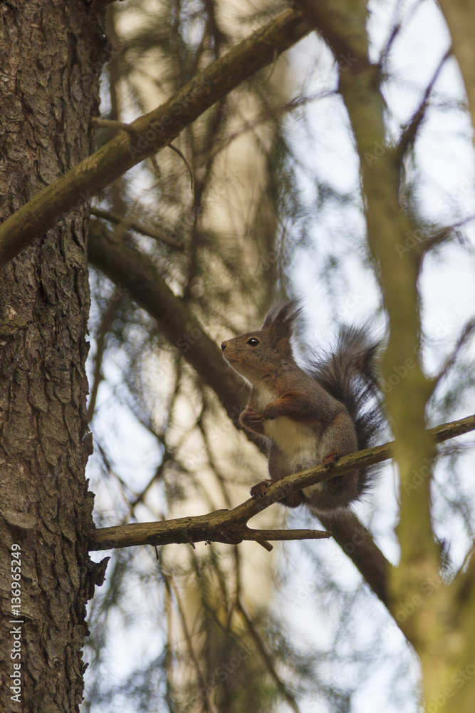 Fototapeta premium Red Squirrel