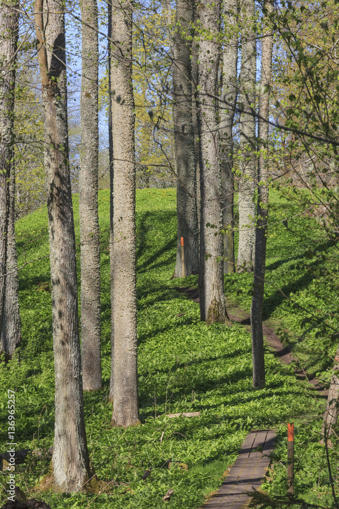 Naklejka premium Hiking trail