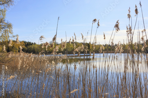 Reeds at the water edge