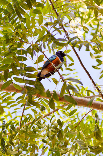 Roller with long strands on a tree photo