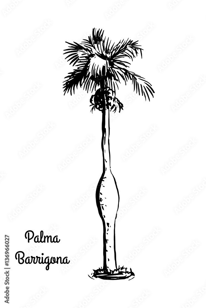 Obraz premium Vector sketch illustration. Black silhouette of Palma Barrigona isolated on white background. Tropical flora. Colpothrinax wrightii, tree of Cuba.