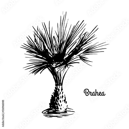 Vector sketch illustration. Black silhouette of Brahea Palm isolated on white background. Tropical flora. Tree that native to Central America and Mexico. photo