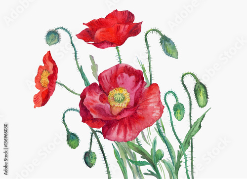 Poppies on the field  watercolor illustration.