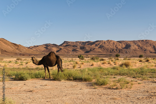 Arabian camel  Camelus dromedarius  near Ouzina  Morocco