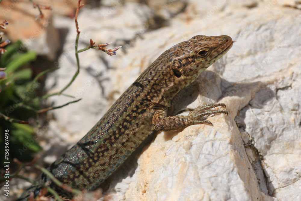 Naklejka premium Spanish Lizard