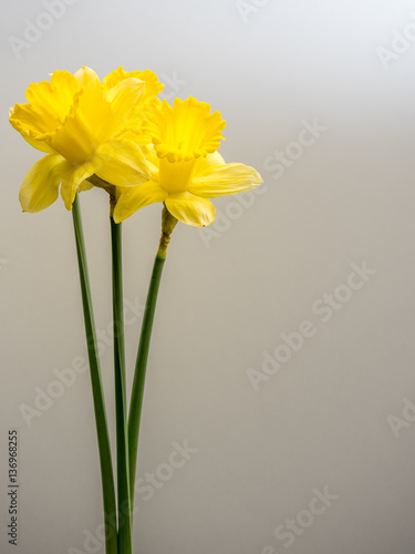 Three yellow daffodils on white background