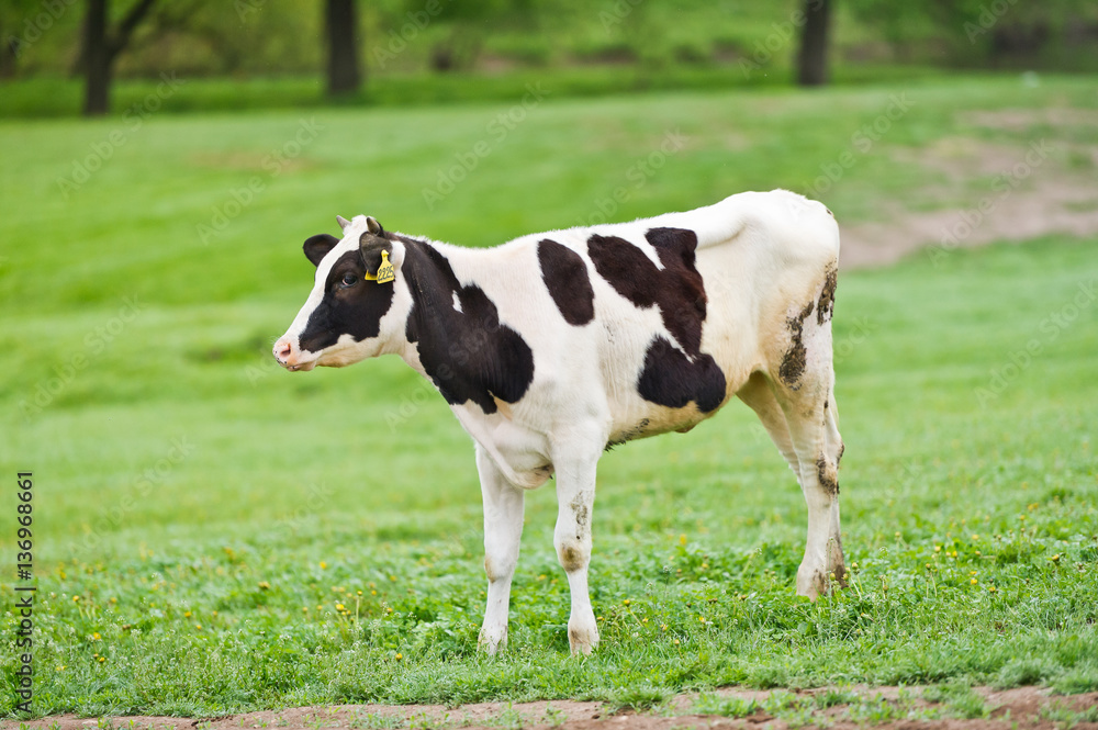 Black-flecked breed calf cow on a green meadow in the early morning Black-flecked breed calf cow on a green meadow in the early morning