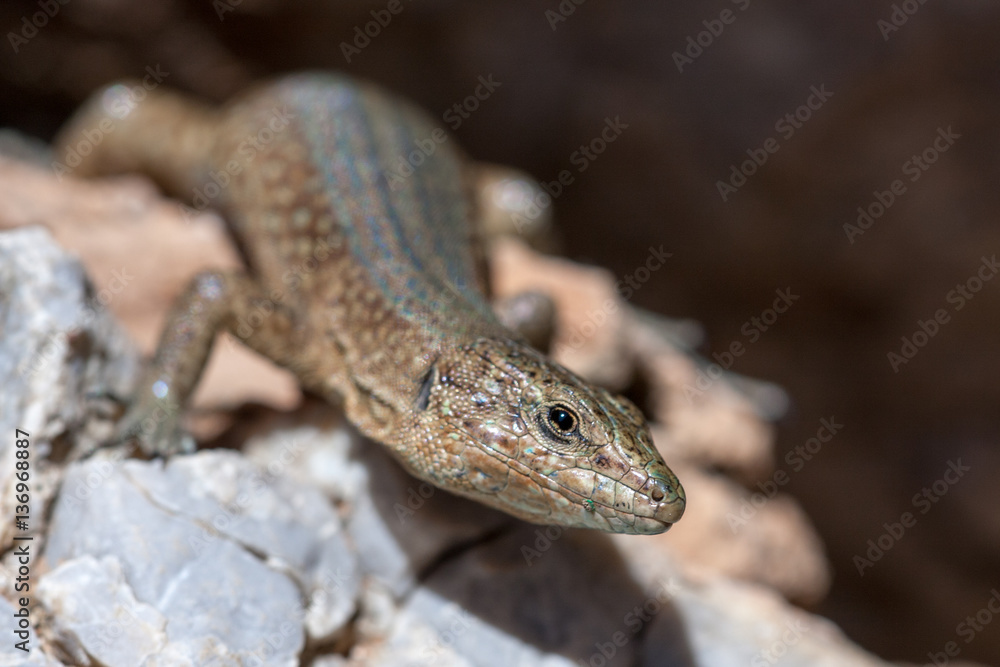 Naklejka premium Spanish Lizard