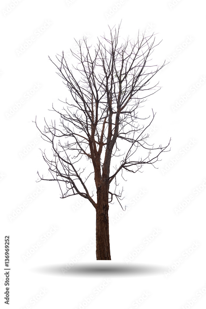 Obraz premium Bare Tree isolated on white background