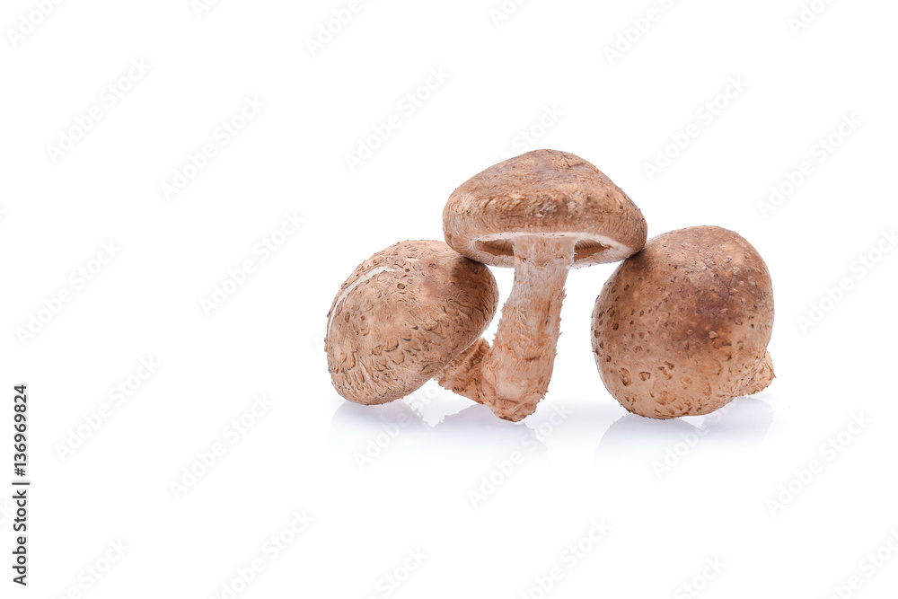 Shiitake Mushrooms isolated on white background Shiitake Mushrooms isolated on white background