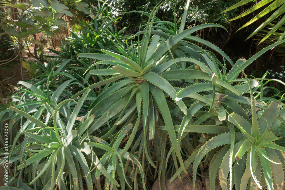 A large plant Aloe Vera growing in the Canary Islands. A large plant Aloe Vera growing in the Canary Islands.