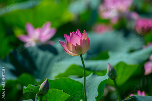 Blossoming lotus on a river in  summer
