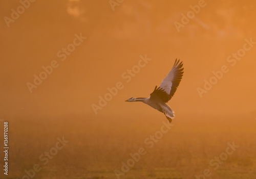 Bar headed Goose flying at sunset © tahir