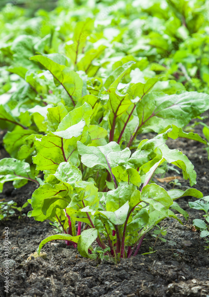 Young beetroots leaves
Young beetroots leaves