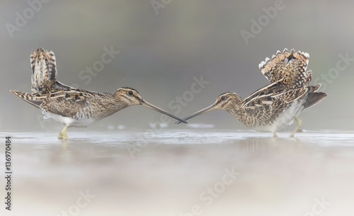 Foto Snipes perform courtship in fog over calm wetland habitat.