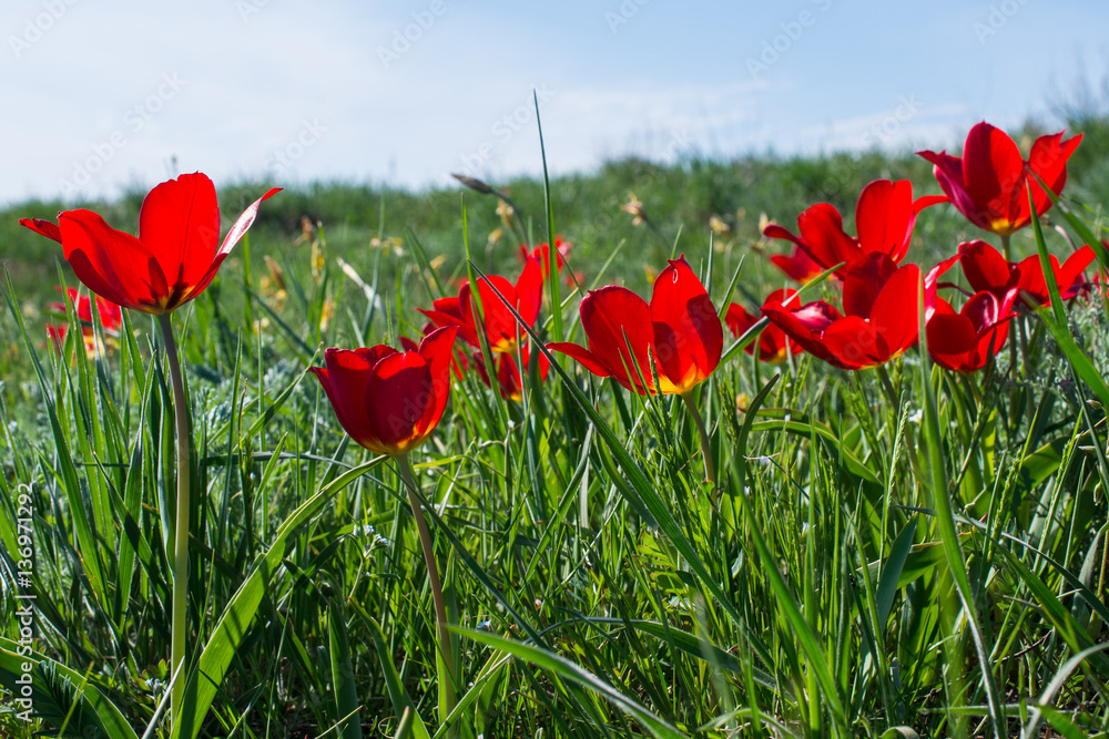 Fototapeta premium Wild red tulips in steppes in spring
