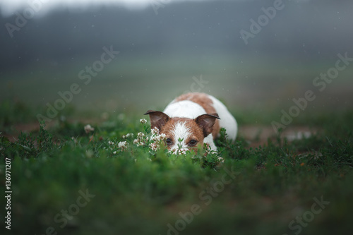 Fototapeta Naklejka Na Ścianę i Meble -  dog Jack Russell terrier outdoors