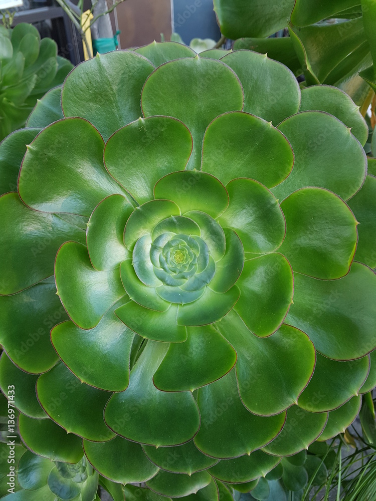 green flower green flower