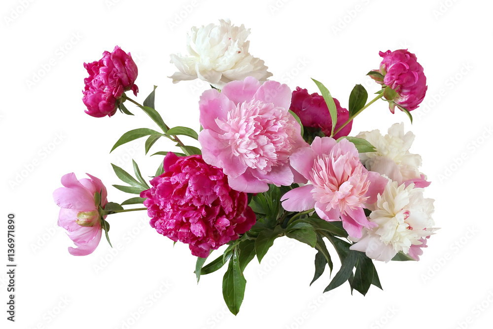 Peonies isolated on white background.