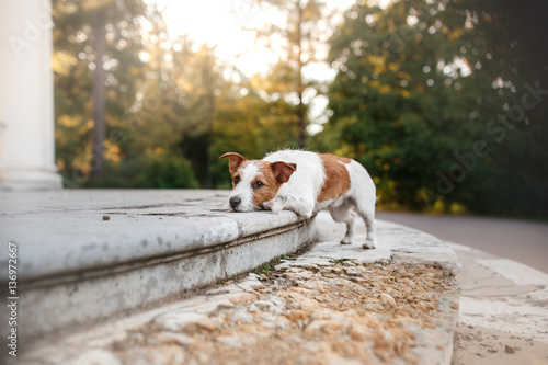 Fototapeta Naklejka Na Ścianę i Meble -  cute dog portrait in autumn outsude