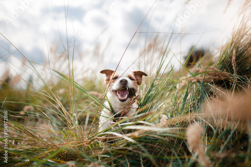 cute dog portrait in autumn outsude