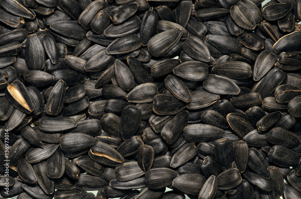 Heap of Sun flower seed background. Agriculture oilseed sunflower crops Heap of Sun flower seed background. Agriculture oilseed sunflower crops