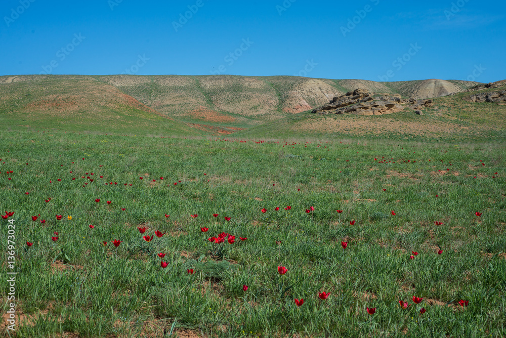 Wild red tulips in steppes in spring