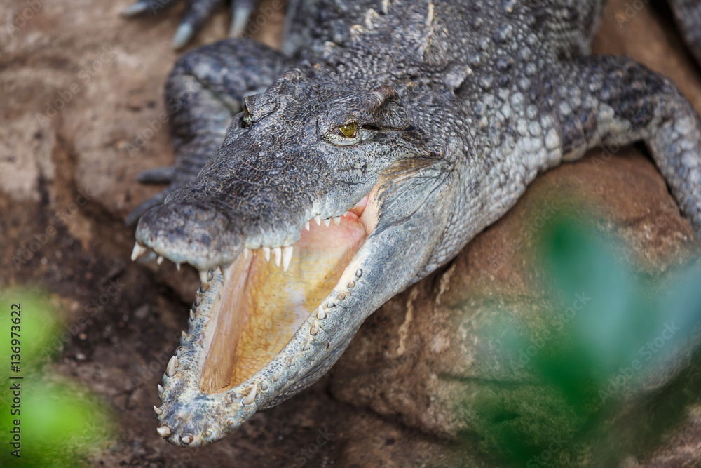 Fototapeta premium The crocodile closeup