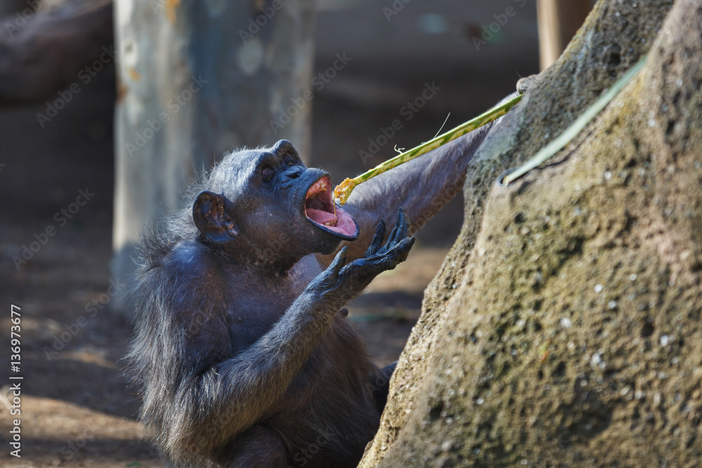 Fototapeta premium Female chimpanzee eats