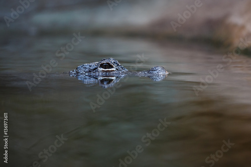 Crocodile in the water