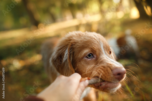 smiling puppy Nova Scotia duck tolling Retriever