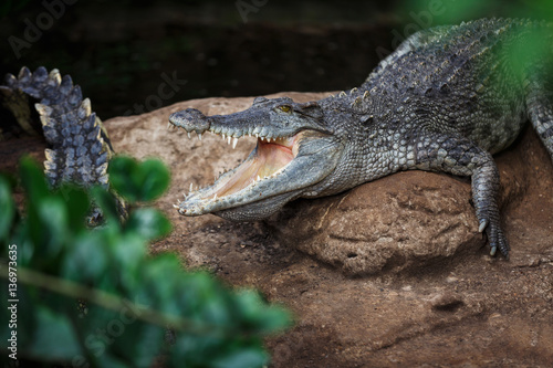 The crocodile closeup