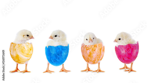 Ostern: Hühnerküken in der Reihe © grafikplusfoto