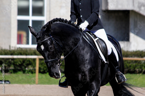 Portrait of black sport horse during show © virgonira