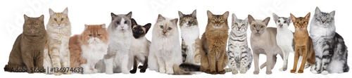 Duża grupa kotów z kilkoma kotami siedzącymi obok siebie