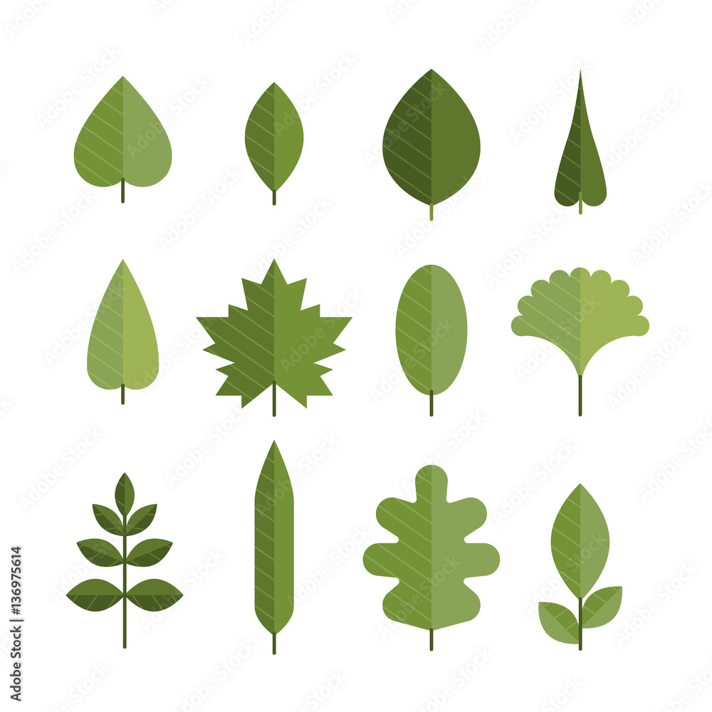 Set of different flat green leaves.