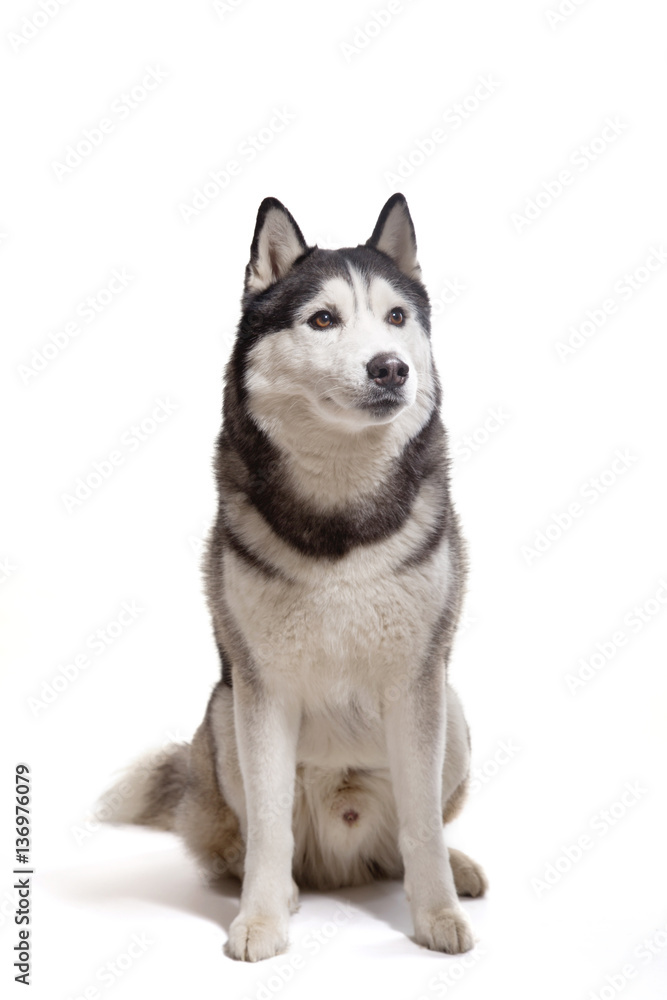 dog Siberian husky on a white background dog Siberian husky on a white background