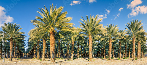 Plantation of date palms. Date palms have an important place in advanced desert agriculture in the Middle East