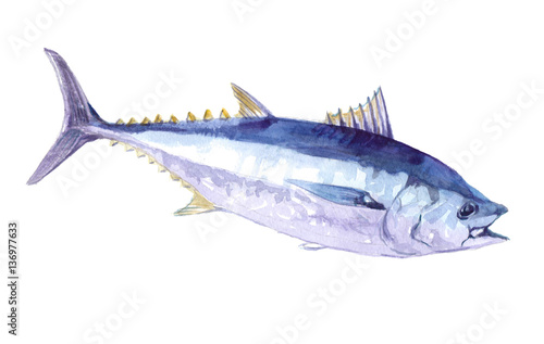 Watercolor single salmon fish isolated on a white background illustration.