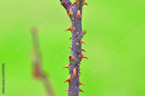 Close up rose tree thorn