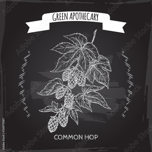 Humulus lupulus aka common hop sketch on blackboard background.