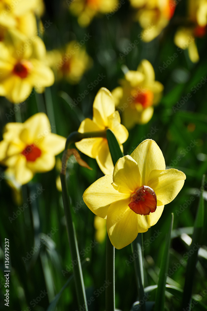 Obraz premium Yellow flower, Amaryllidaceae, Narcissus