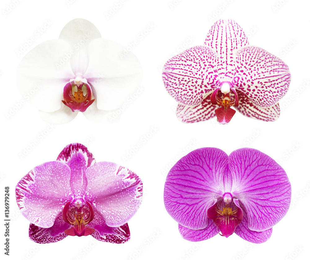 Fototapeta premium Collection close-up of orchid isolated on white blackground and