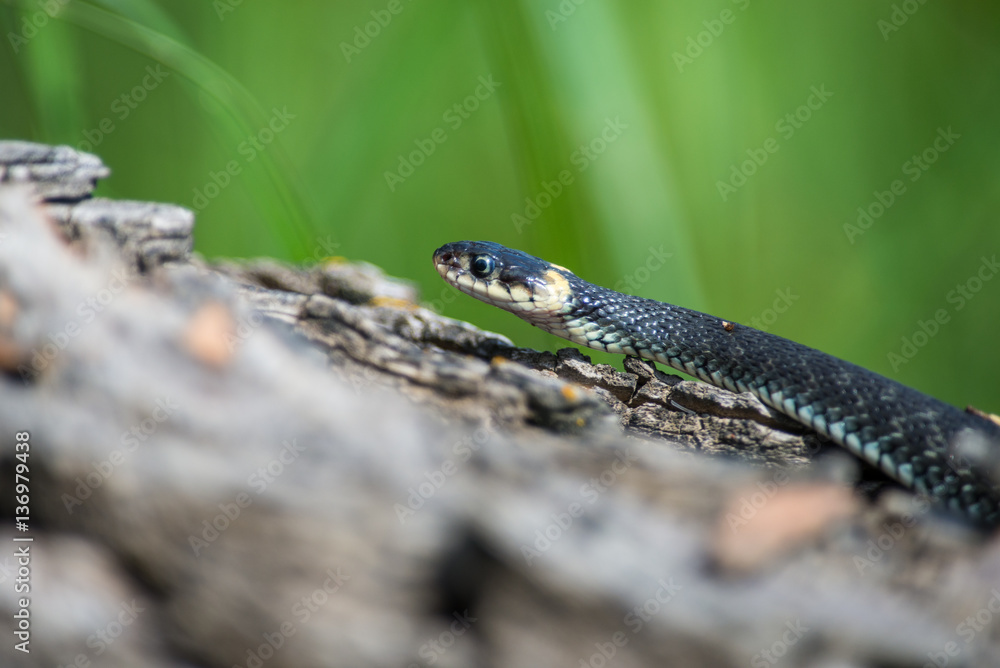 Fototapeta premium Grass snake