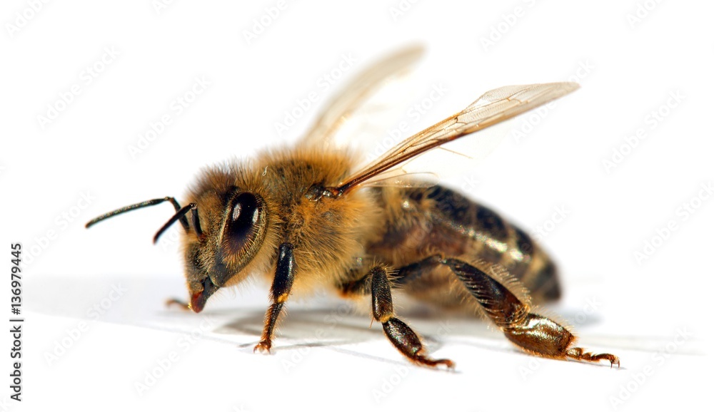 detail of bee or honeybee , Apis Mellifera detail of bee or honeybee , Apis Mellifera