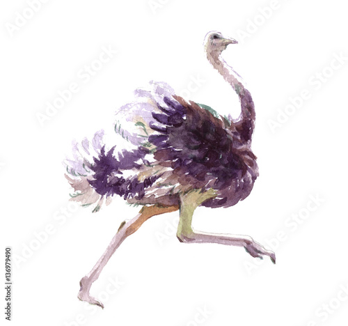 Watercolor realistic ostrich animal isolated on a white background illustration. photo