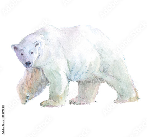 Watercolor realistic white bear animal isolated on a white background illustration.